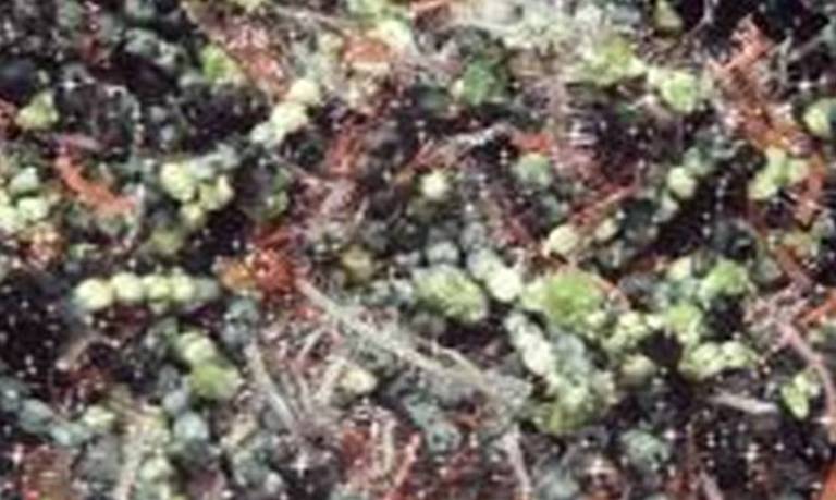JNZ-12-GOLDENLEAF-CARPET (160*230)