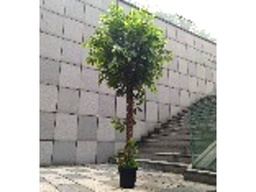 [ACAH-P17] AH-P-17 ARTIFICIAL PLANT