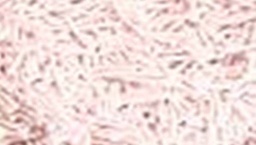 [ACGOTY-GET01] GOTY-CARPET POLYSTER (160*230) -GET-01-OFF WHITE