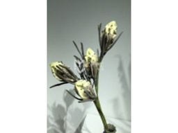 [ACH004] H004 ARTIFICIAL FLOWER